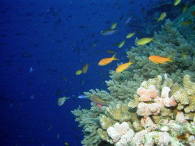 The Three Sisters Dive Site - Find Attractions 0