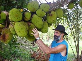 Cape Trib Exotic Fruit Farm Cape Tribulation