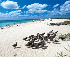 Michaelmas and Upolo Cays National Park Cairns