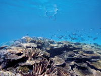 Australian Institute of Marine Science