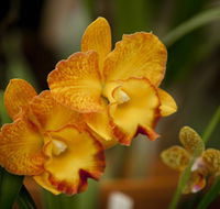 Queens Park - Orchid House - Find Attractions