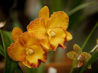 Queens Park - Orchid House