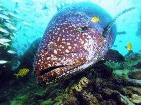 Lady Musgrave Island Dive Sites Bundaberg
