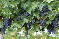 South Burnett Wine Trail