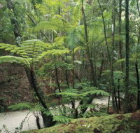 Fraser Island Great Walk - Find Attractions