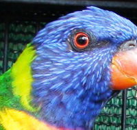 Fraser Coast Wildlife Sanctuary - Find Attractions