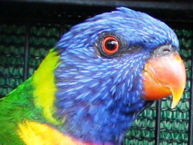 Fraser Coast Wildlife Sanctuary - Find Attractions 0