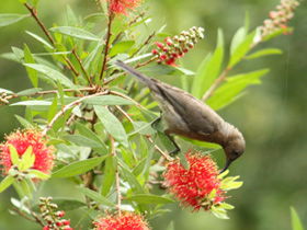Birdwatching In Dysart - Find Attractions 0