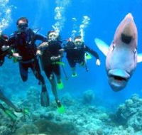 Henderson's Rock Dive Site - Find Attractions