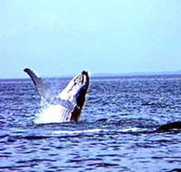 Whale Watching - Find Attractions