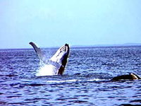 Whale Watching