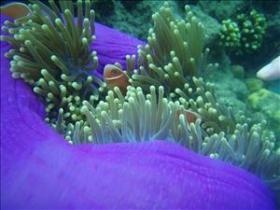 The Lady Bowen Dive Site - Find Attractions 0