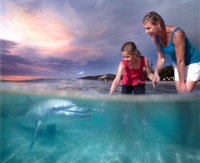 Book Tangalooma Accommodation Vacations Find Attractions Find Attractions