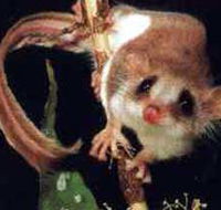 Carrowong Fauna Sanctuary - Find Attractions