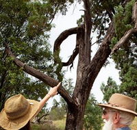 Charleville - Outback Native Timber Walk - Find Attractions
