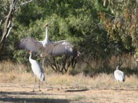 Bulloo River Walk - Find Attractions 0