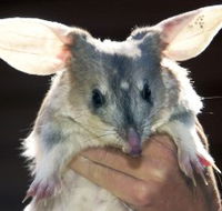 Charleville - Bilby Experience - Find Attractions