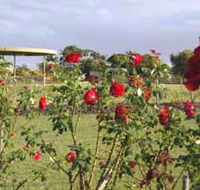 Elizabeth Park Rose Gardens - Find Attractions