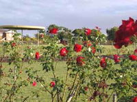 Elizabeth Park Rose Gardens