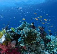 Cherubs Cave Dive Site - Find Attractions