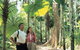 Licuala State Forest - thumb 0