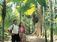 Licuala State Forest