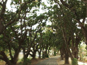 Mango Avenue - Find Attractions 0