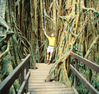 Curtain Fig Tree - Find Attractions