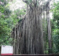 Curtain Fig National Park - Find Attractions