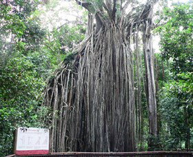 Curtain Fig National Park - Find Attractions 0