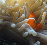 Flat Rock Dive Site - Find Attractions