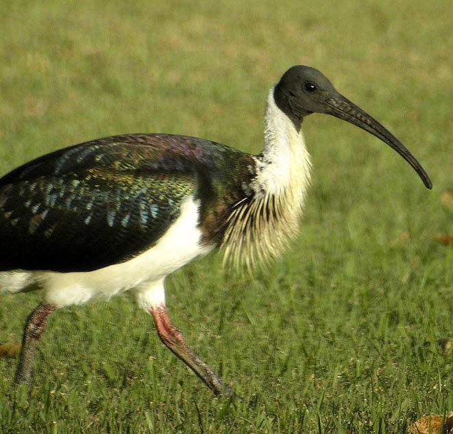 Toowoomba Bicentennial Waterbird Habitat Toowoomba
