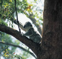 Daisy Hill Conservation Park - Find Attractions