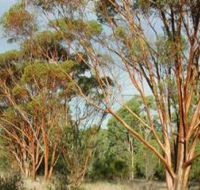 Myall Park Botanic Garden - Find Attractions