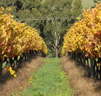 Wild Dog Winery  Restaurant - Find Attractions