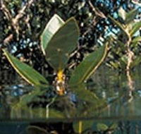 Jawbone Marine Sanctuary - Find Attractions