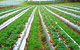 Kookaberry Strawberry Farm - thumb 0