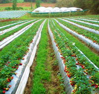 Kookaberry Strawberry Farm - Find Attractions