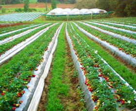 Kookaberry Strawberry Farm - Find Attractions 0