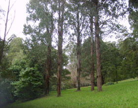 Mount Dandenong Arboretum - Find Attractions 0