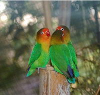 Ballarat Bird World - Find Attractions