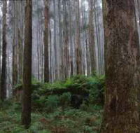 Kinglake National Park - Find Attractions