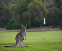 Anglesea Golf Club