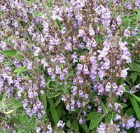 Otway Herbs - Find Attractions
