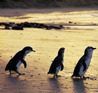 Phillip Island Nature Park - Find Attractions