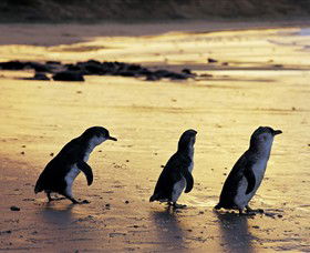 Phillip Island Nature Park - Find Attractions 0