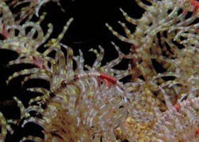 Point Danger Marine Sanctuary - Find Attractions 0