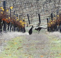 Blue Pyrenees Estate - Find Attractions