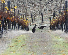 Blue Pyrenees Estate - Find Attractions 0