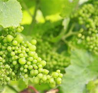 Waratah Hills Vineyard - Find Attractions